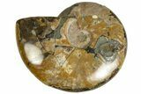 Polished Ammonite (Cleoniceras) Fossil - Madagascar #230084-1